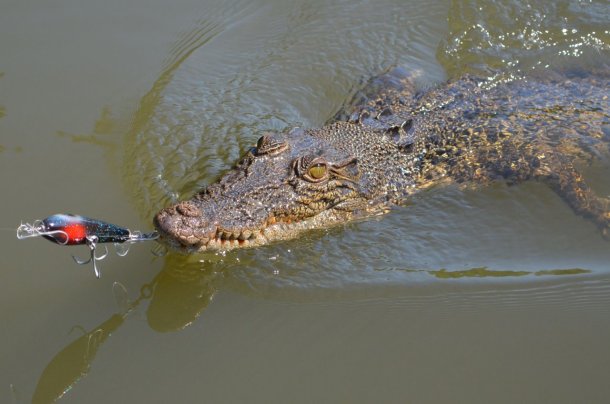 Wazza the croc whisperer?